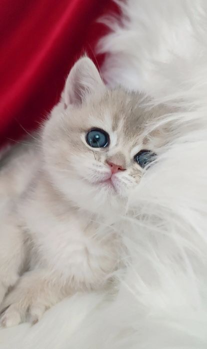 Девочка голубое золото шиншилла