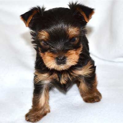 Продам щенков Йориков мальчики и девочки