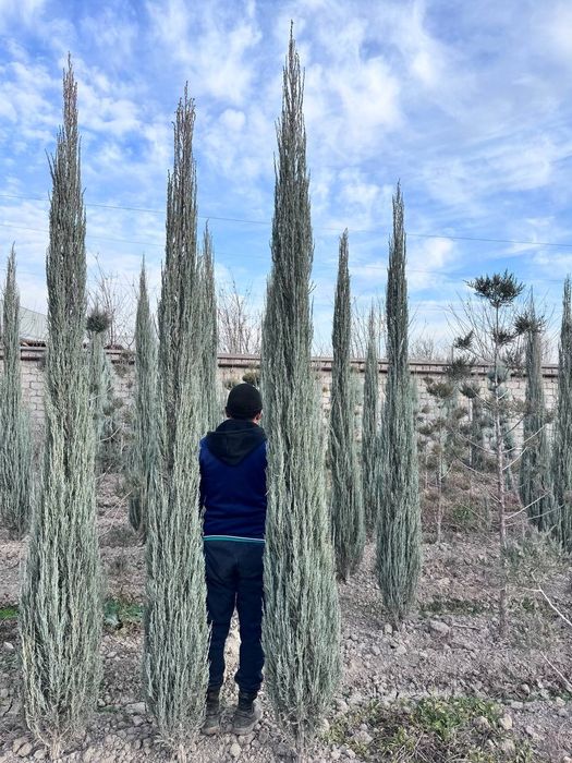 Shamshot,Skarvorkert archa Arizoniskikiparis,majvelnik. Tuya smarakta,