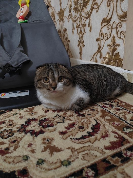 Мысык сатылады котята