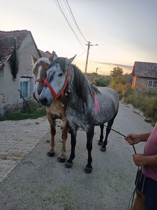 De vânzare iapa de