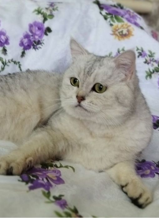 Вязка кота с кошкой Juftlashuvchi mushuklar