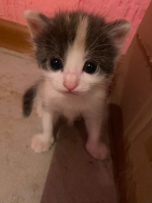 Котята отдам в хорошие руки
