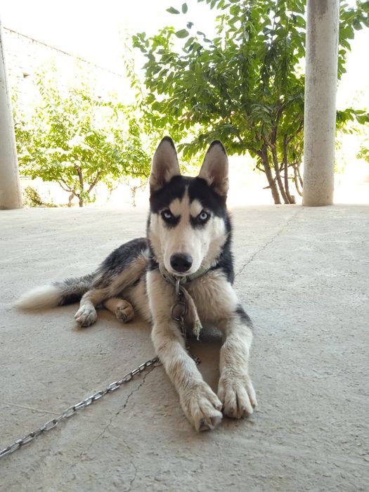 Сибирский хаски.