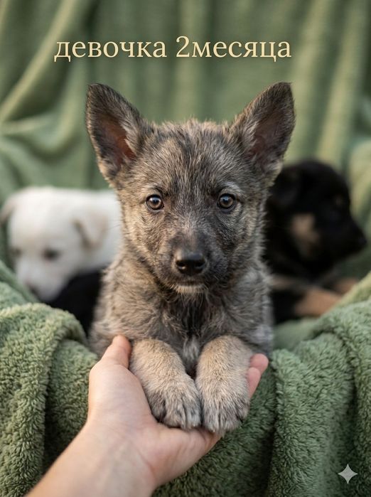 Метисы самое только в добрые руки