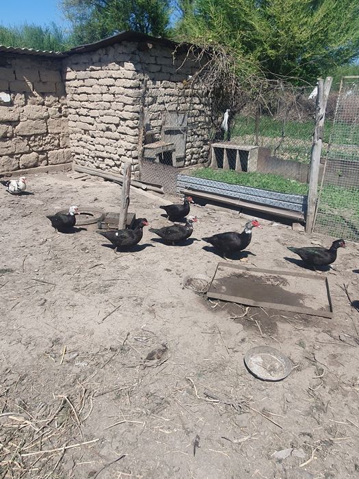 Продам взрослых индоуток