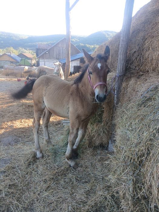 Vând 2 mânzji și o mânză
