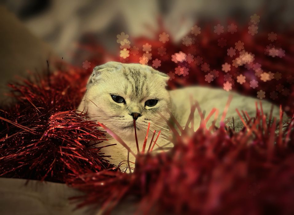 Кошка Шотландская Вислоухая