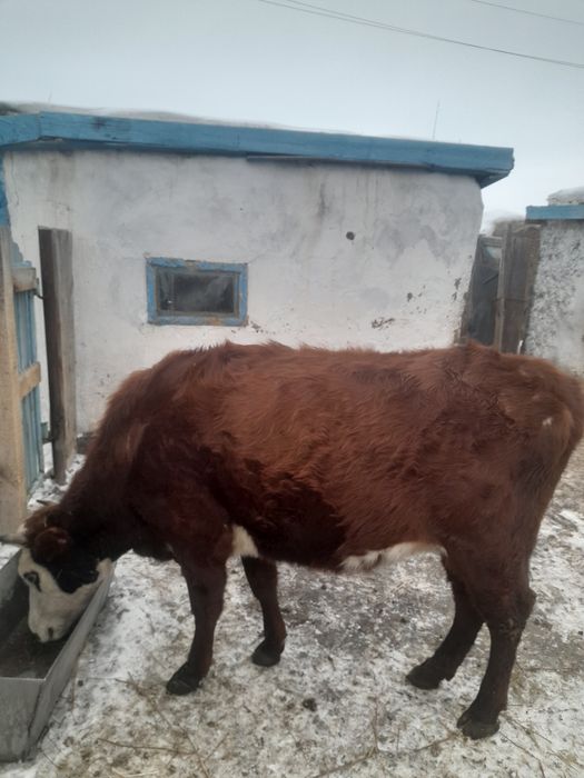 Продам коров не стельных