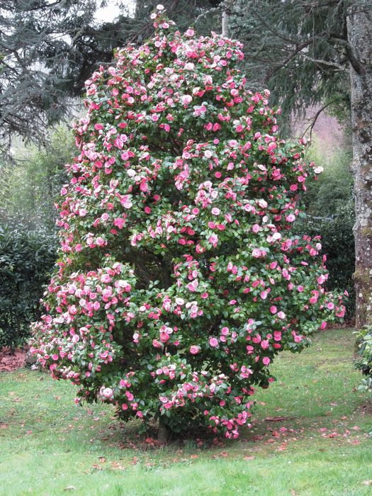 Camelia Japonica