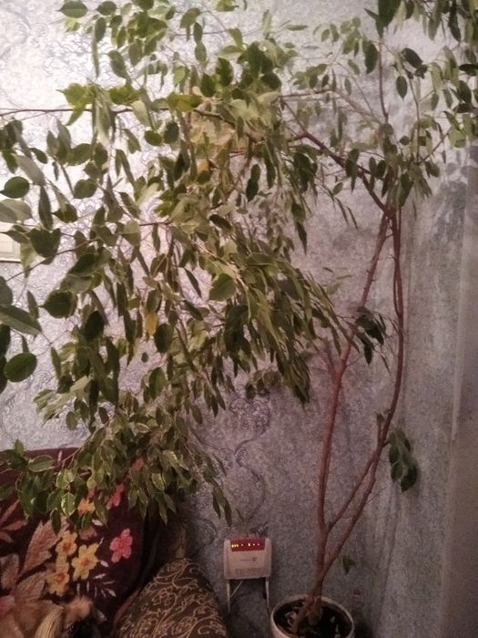 Фикус Бенджамина