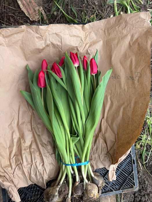 Тюльпаны к 8 марта. Алматы