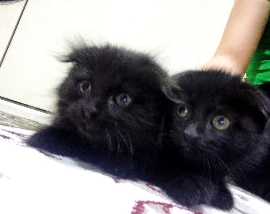 Scottish Fold uy mushuklari