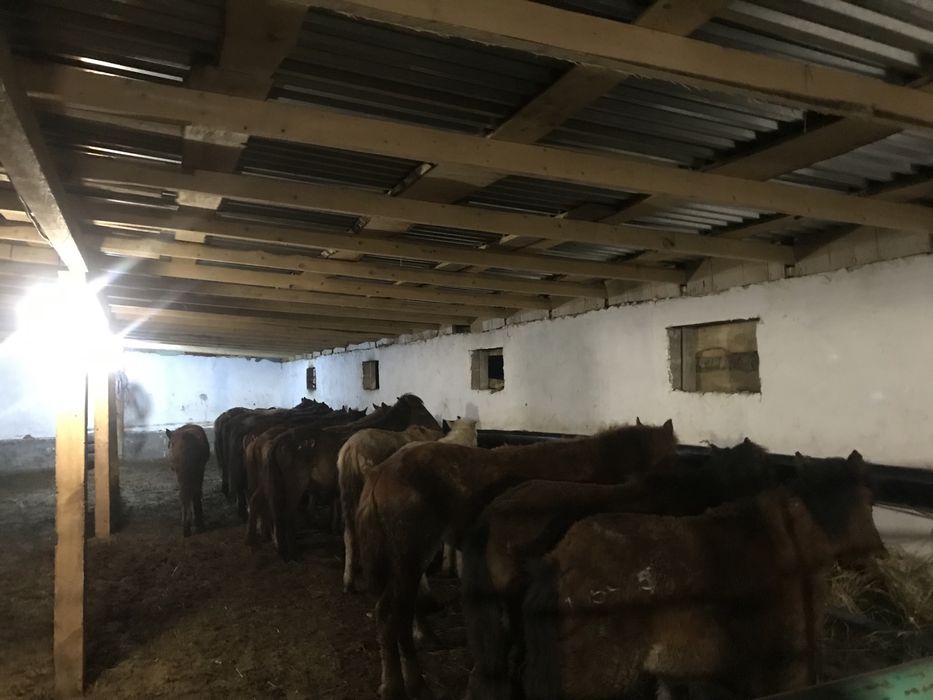 Жабагылар сатылады 200.000