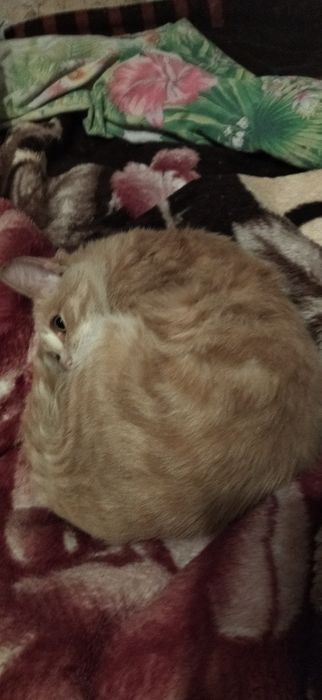 Котик ищет дом .