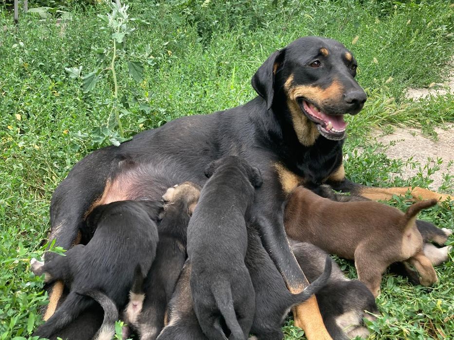 Продам очаровательных щенков
