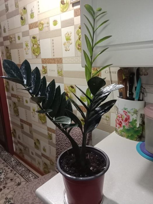 Чёрный Замиокулькас