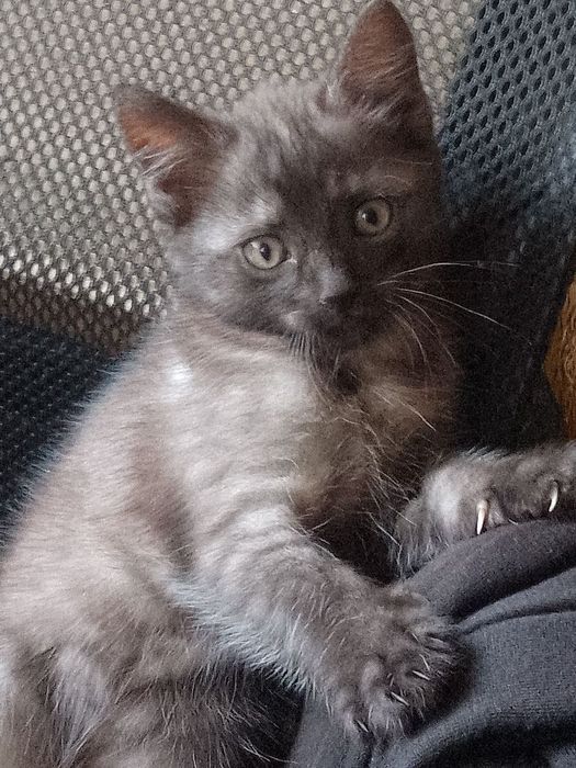 Отдам котенка почти 2 месяца.