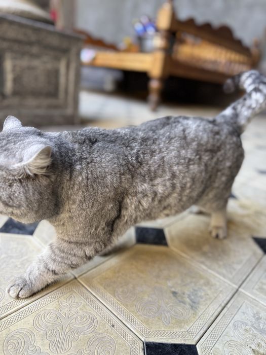 Haqiqiy uy mushugi zotdor