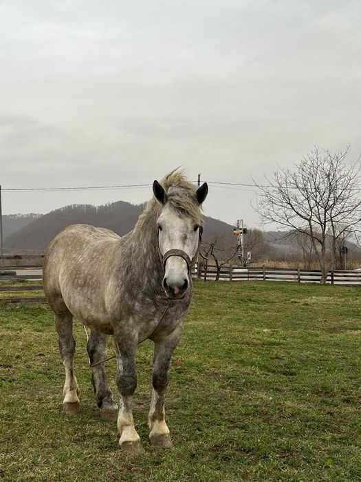 Armăsar de vânzare sau monta