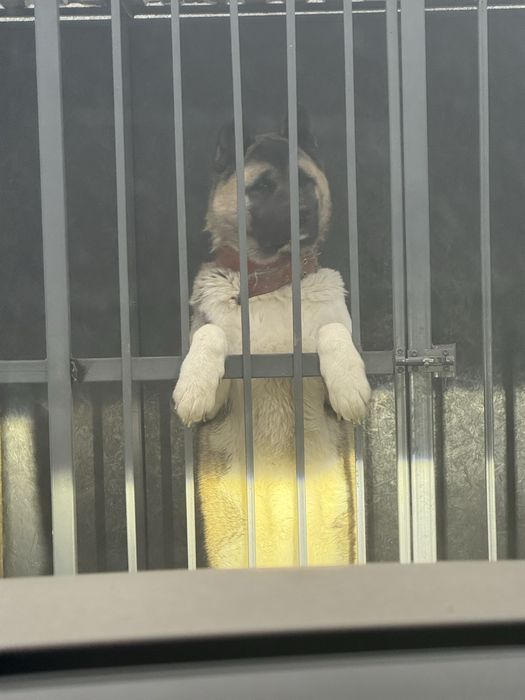 Продам Акиту Американскую возраст год