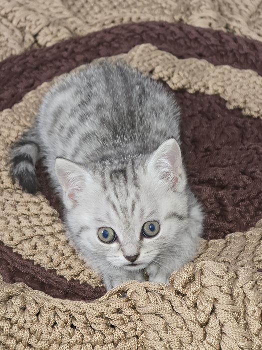 Котенок Скоттиш страйт