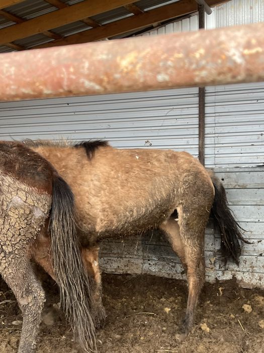 Байтал бордақыдағы