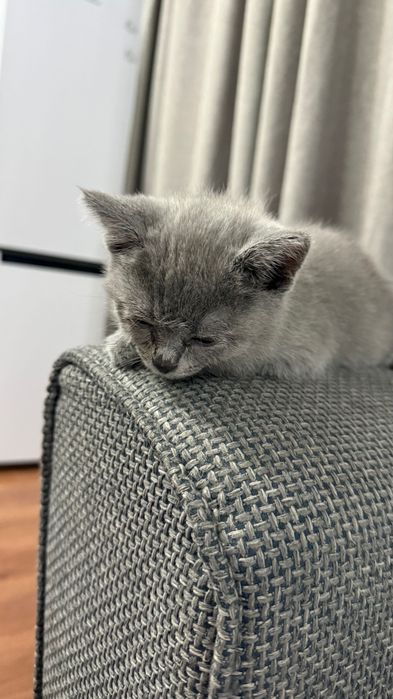 Мимишные Британские Котята!