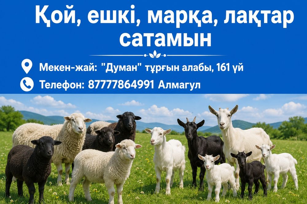 Қой, ешкі, марқа, лақ сатамын
