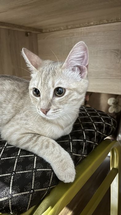 Отдаём в добрые руки кошечку Мию
