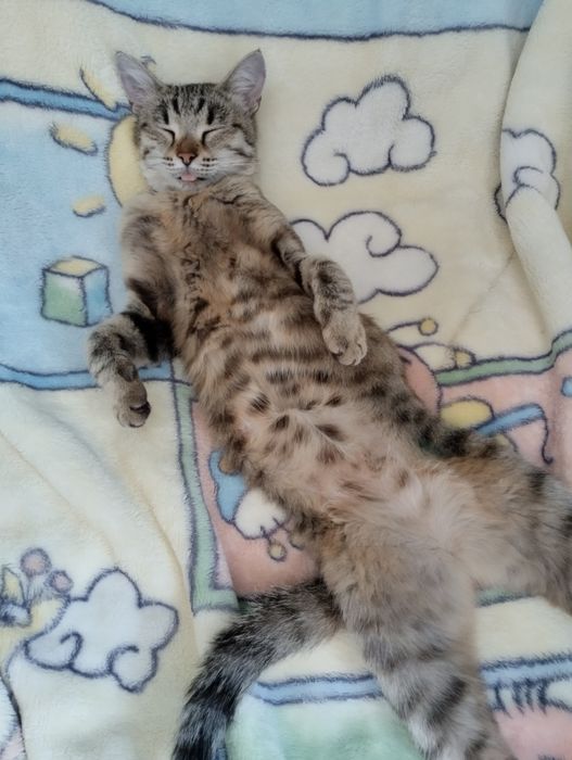 Кошечка ищет дом