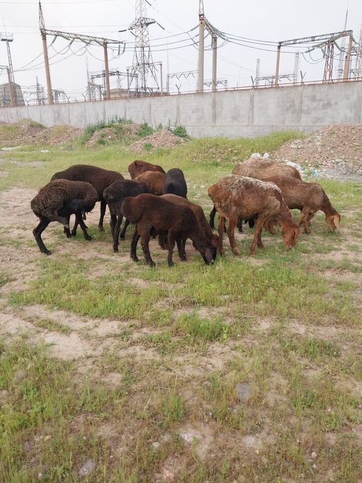 Куйва кучкорлар бор