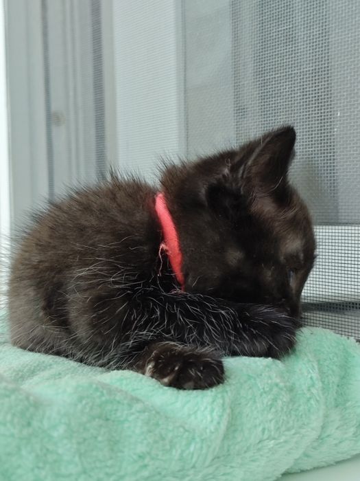 Котенок в добрые руки