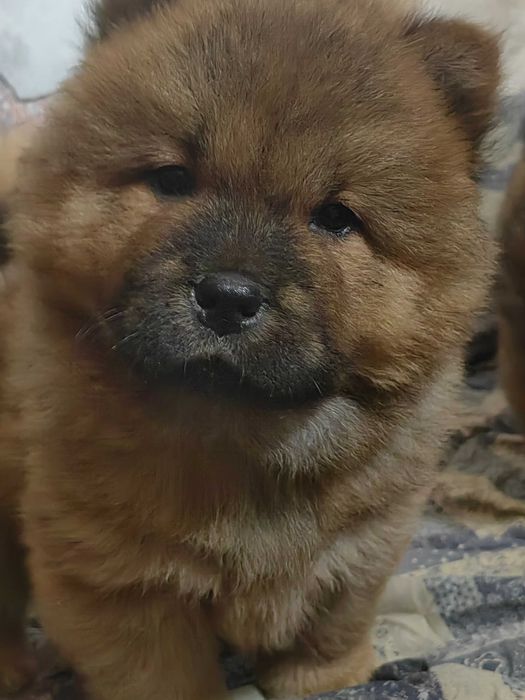 Чау-Чау малки кученца