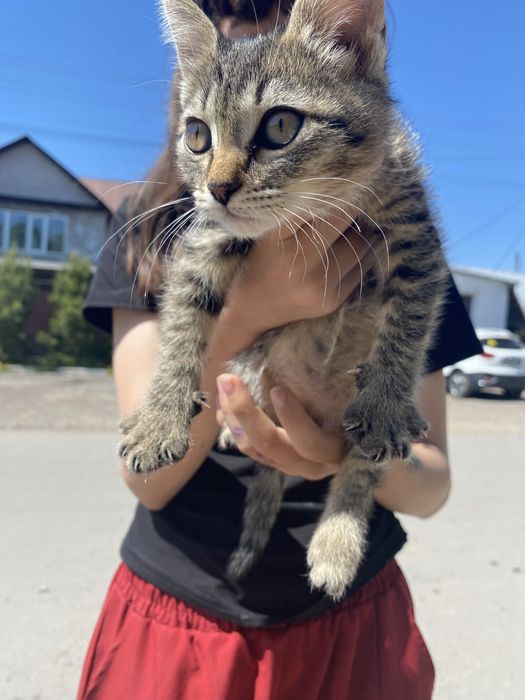 Кошка девочка в очень хорошом состоянием