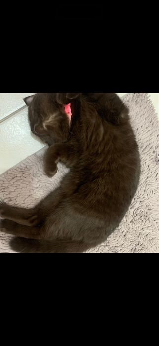 Отдам  шотландскую  кошку