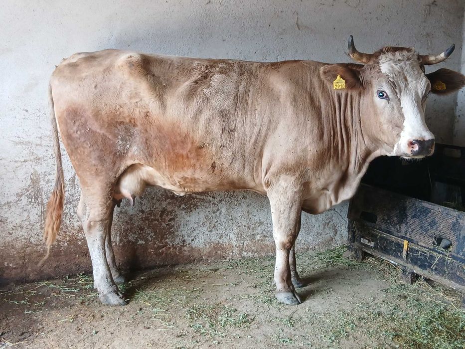 Vaca de vanzare !