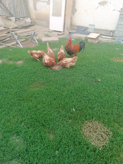 продам куриц с курятником