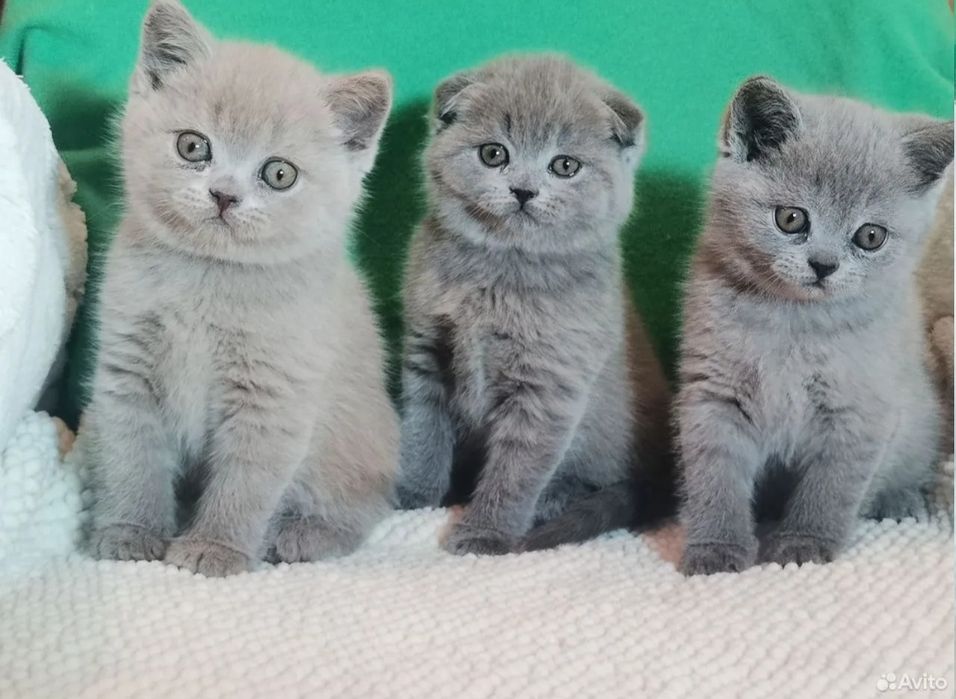 Добрые руки котята вислоухие