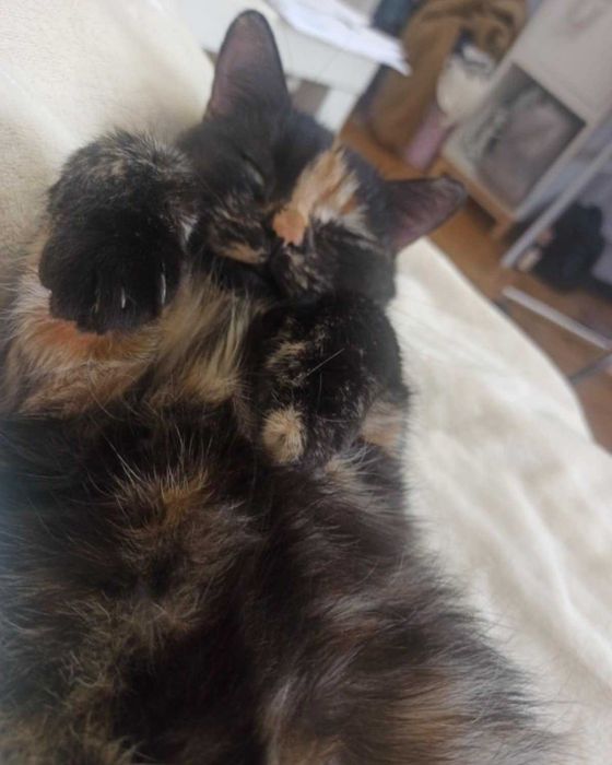 Коте - гр. София