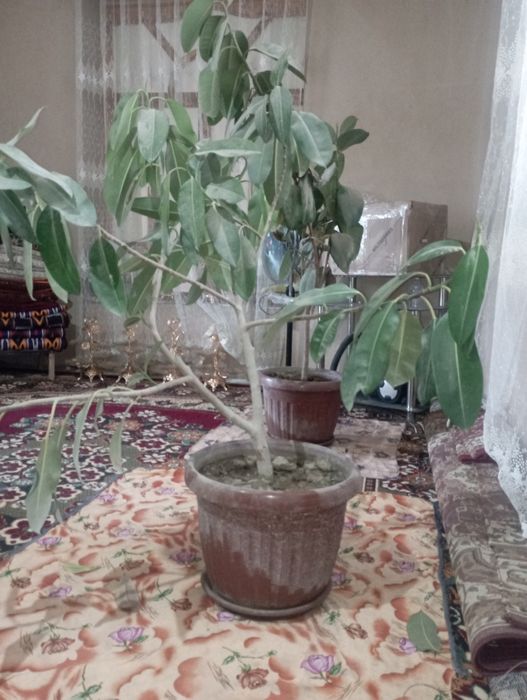 Gul qora shahzoda+malika