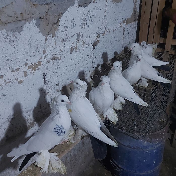 Чернахвосты лет с игрой  обрезные