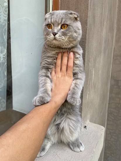 СОТИЛАДИ. 100$ келишамиз