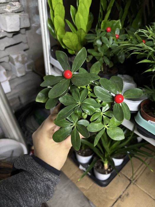 Цветы комбо из 10шт