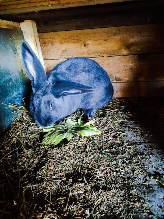 зайци трупно и за разплод