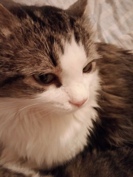 Отдадим кошек котов в добрые руки