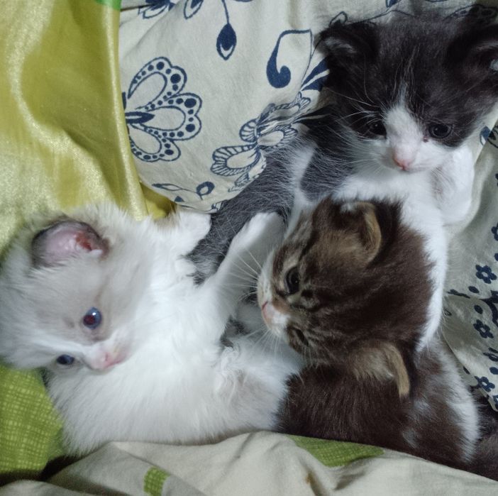 Котята ищут хозяев