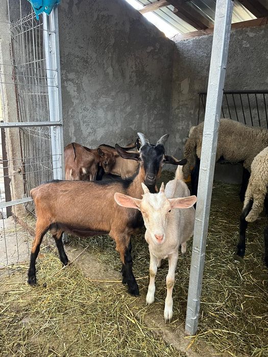 Ieduțe vârstă 6 luni+țap alpin francez