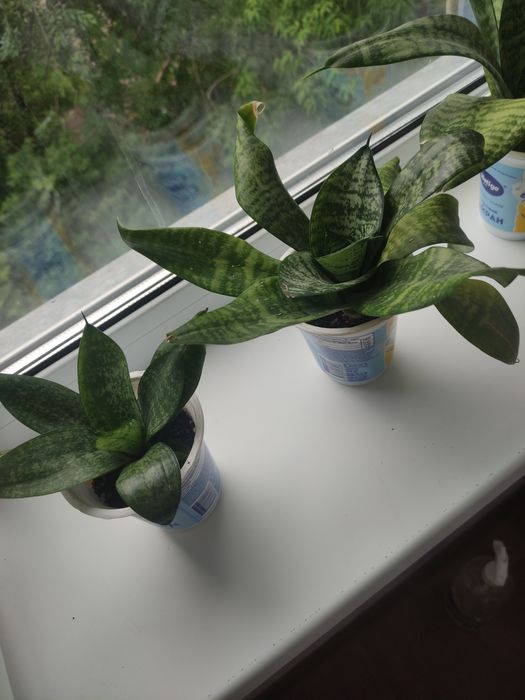 Сансевиерия (тёщин язык)