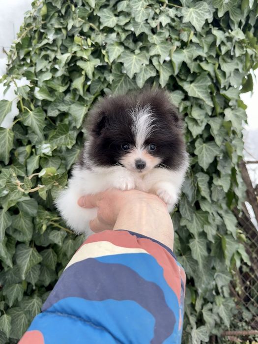 Померан мини момче. Померанче